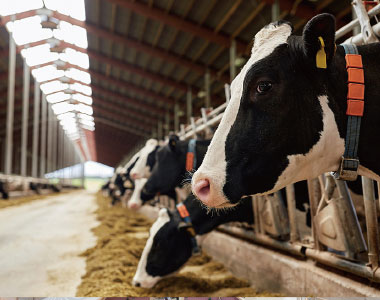 Landwirtschaft